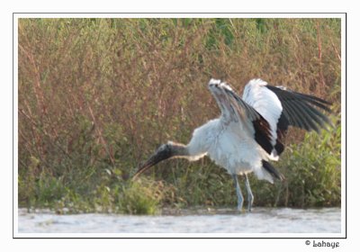 Wood Stork - Tantale dAmérique