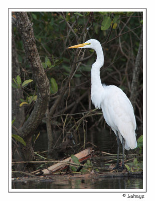 Great Egret - Grande Aigrette