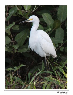 Snowy Egret - Aigrette neigeuse