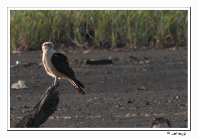 Yellow-headed Caracara - Caracara à tête jaune