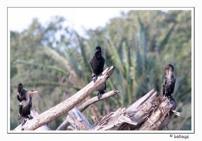 Neotropic Cromorants - Cormorans viguas