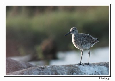 Willet - Chevalier semipalmé