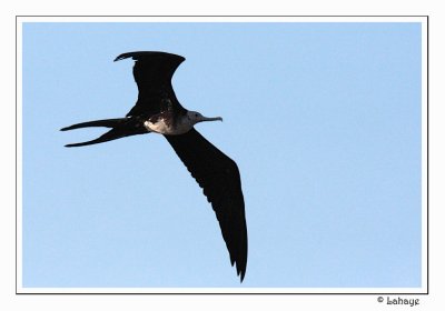 Magnificent Frigatebird - Fem - Frégate superbe