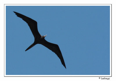 Magnificient Frigatebird - Male - Frégate superbe