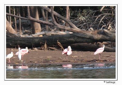 Roseate Spoonbills - Spatules rosées