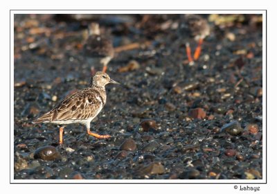Ruddy Turnstone - Tournepierre à collier