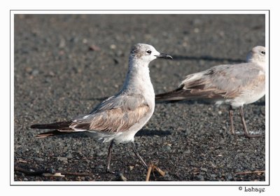 Laughing Gull - Mouette atricille