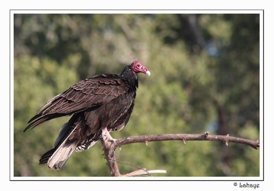 Turkey Vulture - Urubu à tête rouge