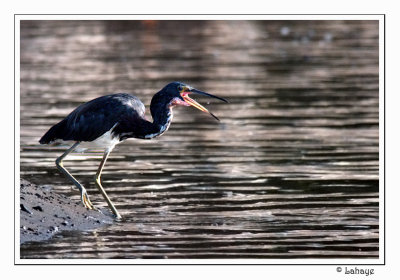 Tricolored Heron - Aigrette tricolore