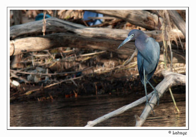 Little Blue Heron - Aigrette bleue