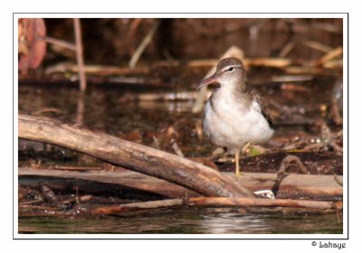 Spotted Sandpiper - Chevalier grivelé