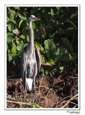 Great Blue Heron - Grand héron