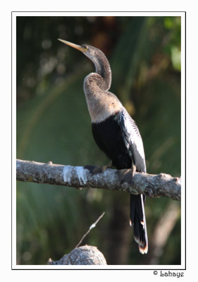 Anhinga - Anhinga d'Amérique