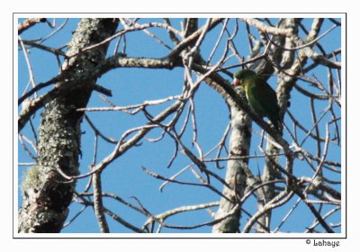 Mealy Parrot - Amazone poudrée