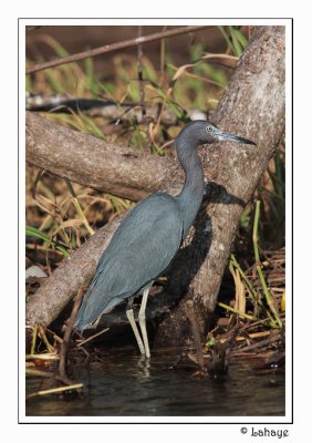 Little Blue Heron - Aigrette bleue