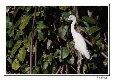 Little Blue Heron - Juv - Aigrette bleue