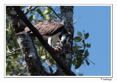 Osprey - Balbuzard pêcheur