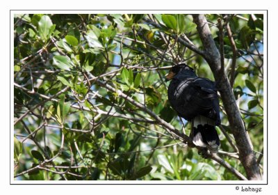 Common Mangrove Black-Hawk - Buse noire