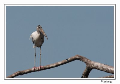 Wood Stork - Tantale dAmérique