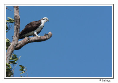 Osprey - Balbuzard pêcheur