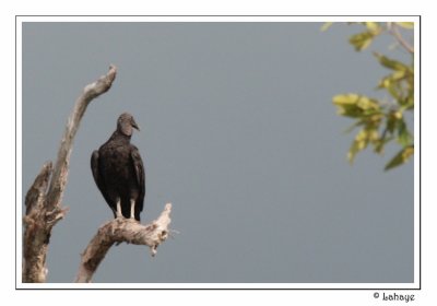 Black Vulture - Urubu noir