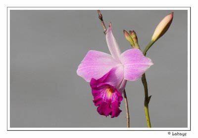 Orchidée