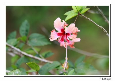 Hibiscus