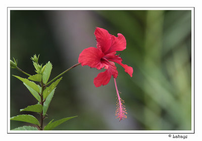 Hibiscus