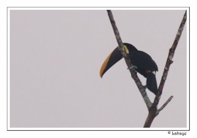 Chestnut-mandibled Toucan - Toucan de Swainson