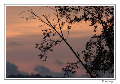Heron