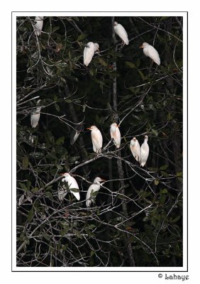 Cattle Egrets dormitory - Dortoir des héron garde-boeufs