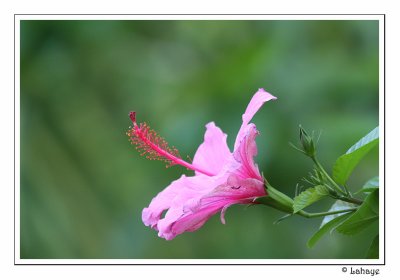 Hibiscus
