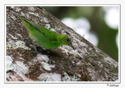 Green Honeycreeper Fem - Tangara meraude