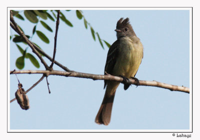 Yellow-bellied Elaenia - Élénie à ventre jaune