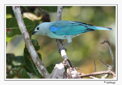 Blue-gray Tanager - Tangara évêque
