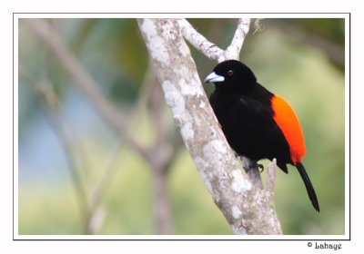 Cherrie's Tanager - Tangara du Costa Rica