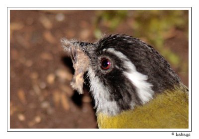 Sooty-capped Bush-Tanager - Chlorospin  soucils briss