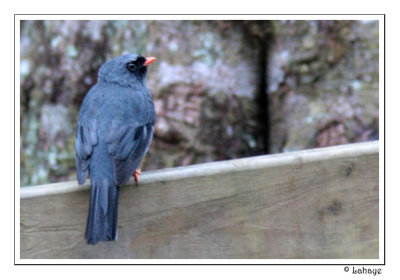 Black-faced Solitaire - Solitaire masqu