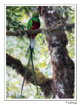 Resplendent Quetzal - Quetzal resplendissant