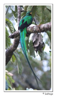 Resplendent Qutzal - Quetzal resplendissant