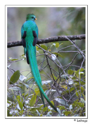 Quetzal Resplendent - Quetzal resplendissant
