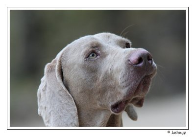 Another birdwatcher - Un autre observateur