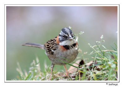 Rufous-collared Sparrow - Bruant chingolo