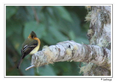 Tufted Flycatcher - Moucherolle hupp