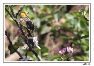 Flame-colored Tanager - Fem - Piranga  dos ray