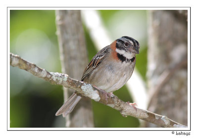 Rufous-collared Sparrow - Bruant Chingolo