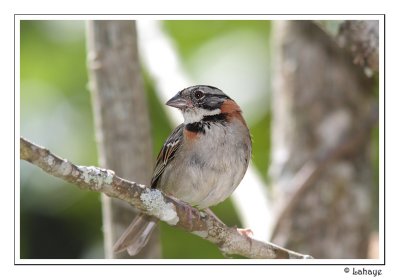 Rufous-collared Sparrow - Bruant chingolo