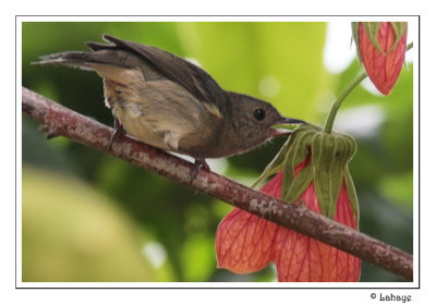 Slaty Flowerpiercer - Percefleur ardois