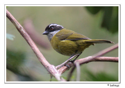 Sooty-capped Bush-Tanager - chlorospin  sourcils briss