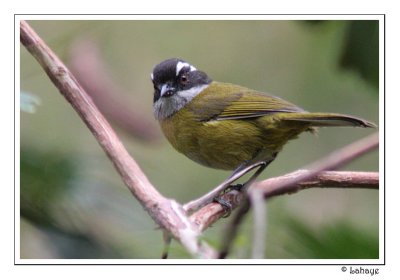 Sooty-capped Bush-Tanager - Tangara  sourcils briss